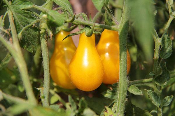 voksende tomat honning dråbe