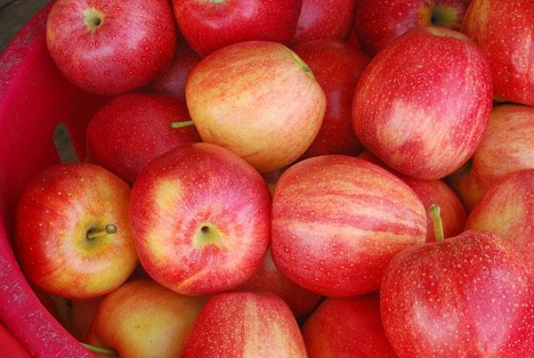 odrody jabĺk na zmrazenie