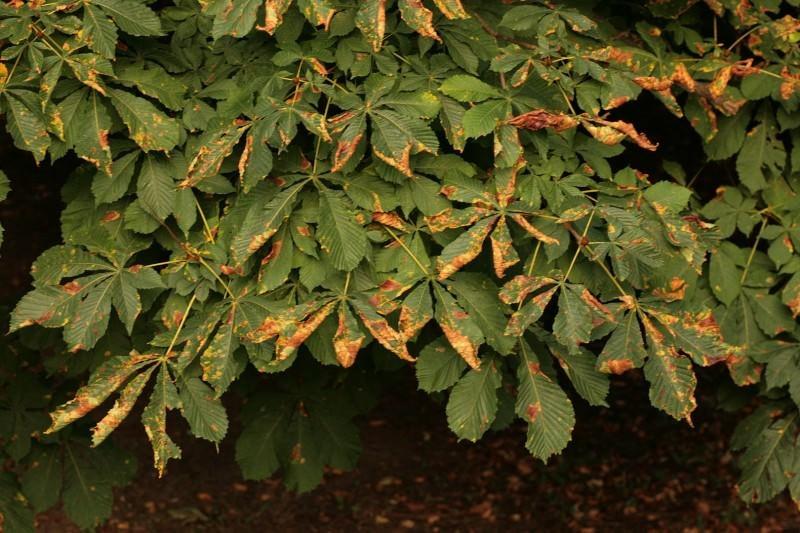 diseases and pests of chestnut