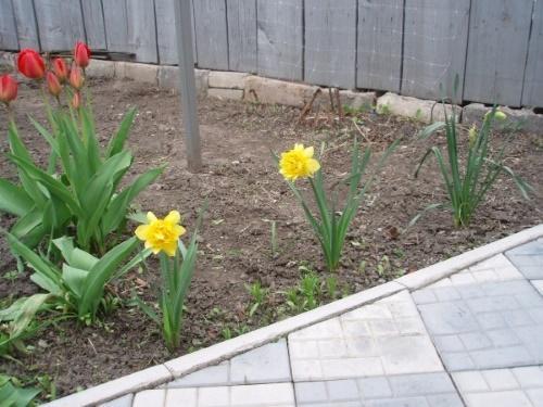 com alimentar narcisos i tulipes a la primavera