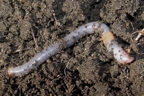 земни червеи, полезни за почвата
