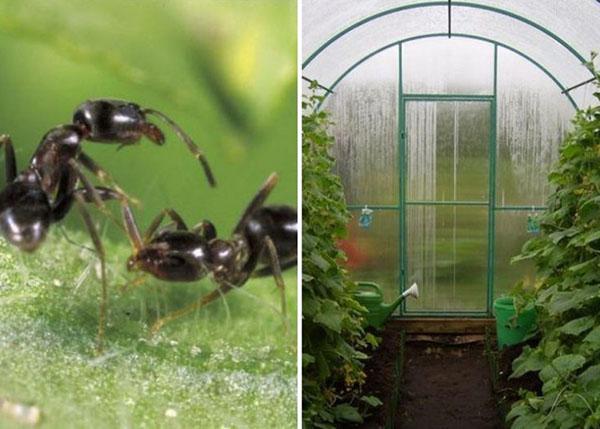 hogyan lehet megszabadulni a hangyáktól az üvegházban