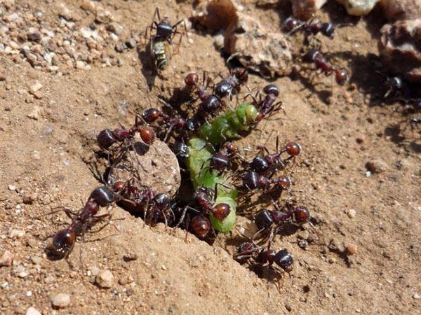 muurahaisia ​​hyödyt ja haitat