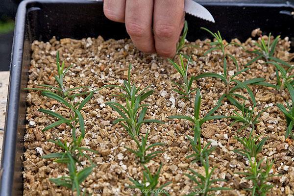 hvordan man påfører vermiculit på planter