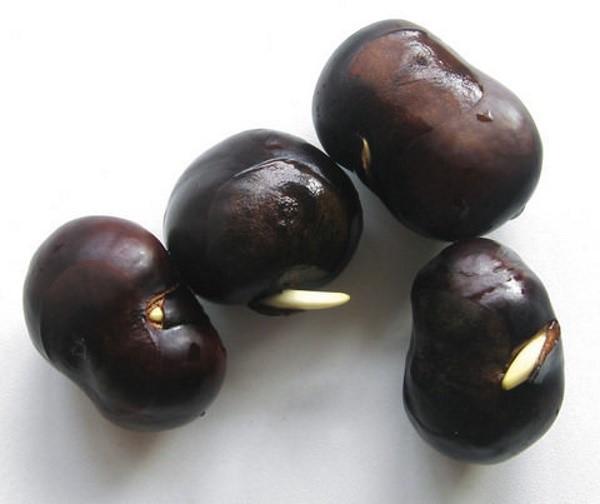 how to germinate chestnut
