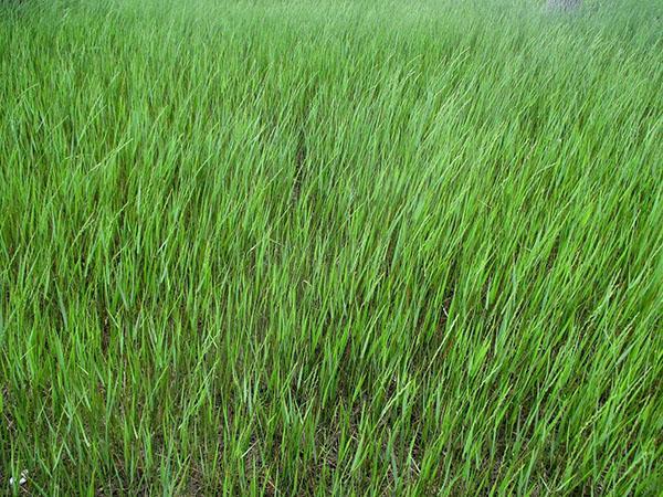 rostlina pšeničné trávy