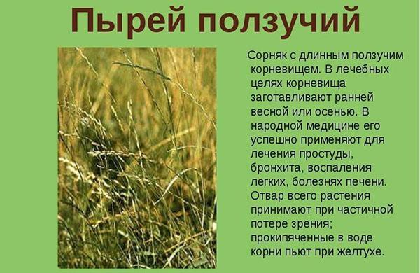 charakterystyka pełzającej trawy pszenicznej
