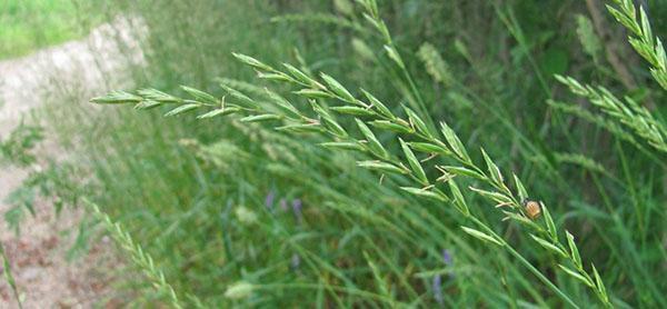 herba de blat perenne