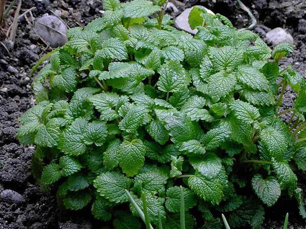 place of sowing lemon balm