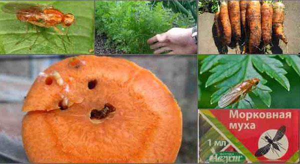 methods of dealing with carrot fly