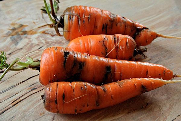 vaurioituneet porkkanat