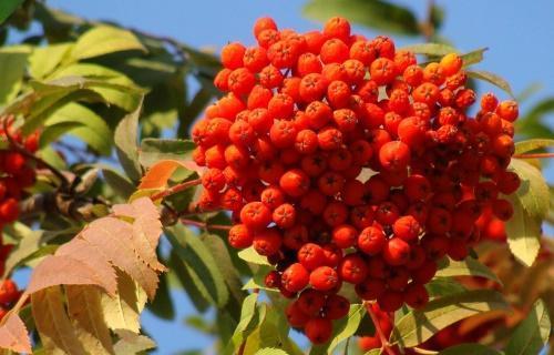is it possible to eat red mountain ash