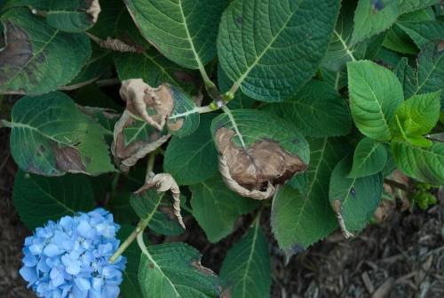why do hydrangea leaves dry