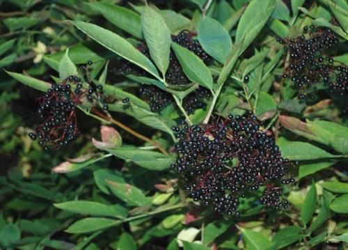χρήσιμες ιδιότητες του elderberry