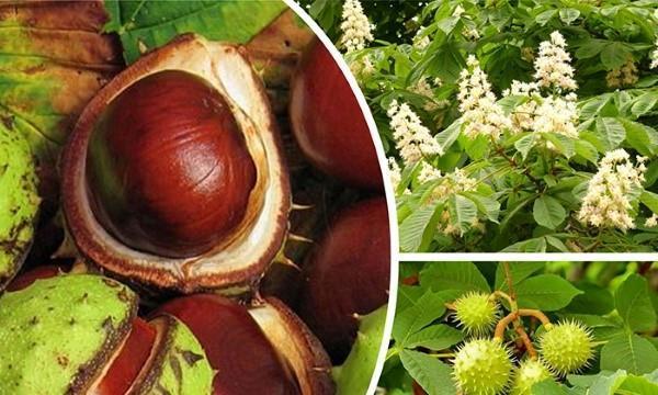 useful properties of chestnut