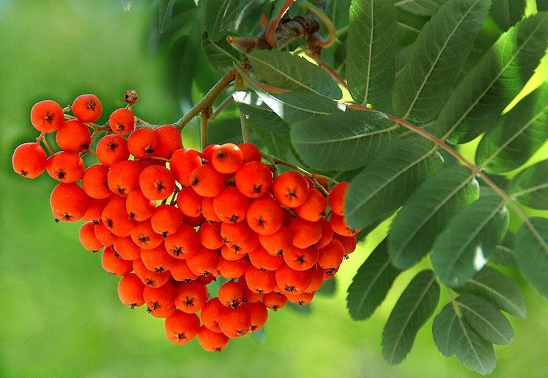 rozłożysty krzew o szkarłatnych jagodach
