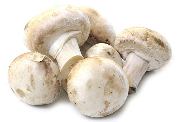 the benefits and harms of champignons for the body