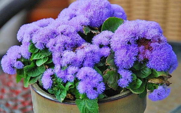 planting and caring for ageratum