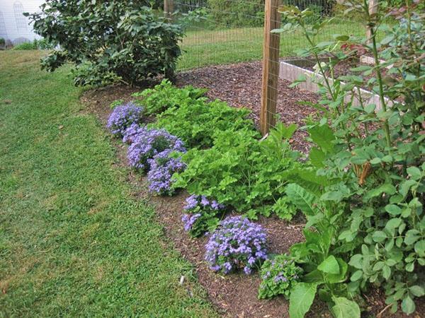 ageratum on a flower bed
