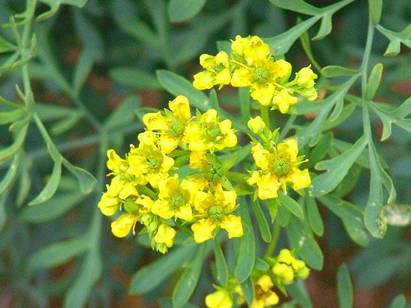 inflorescence of fragrant rue