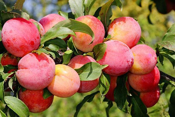 varietà di prugne Peach