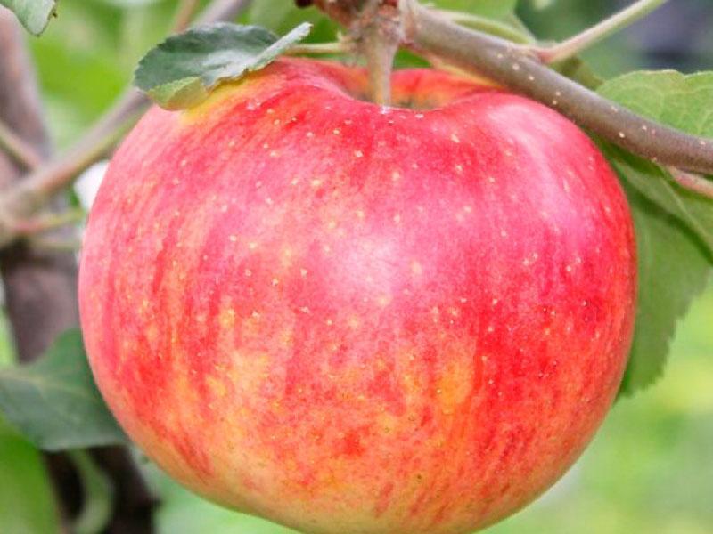 őszi csíkos alma