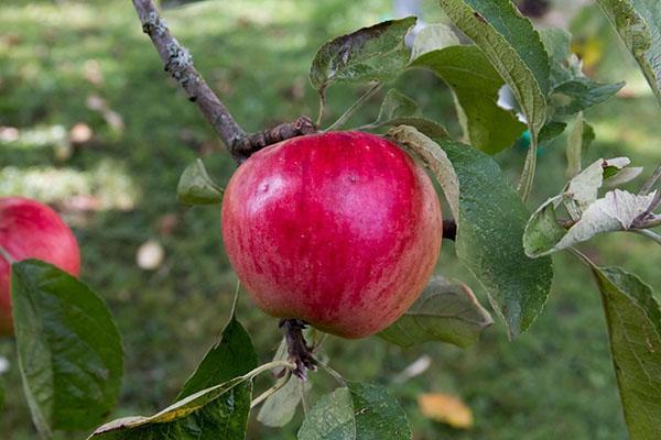 odroda jabĺk Uslada
