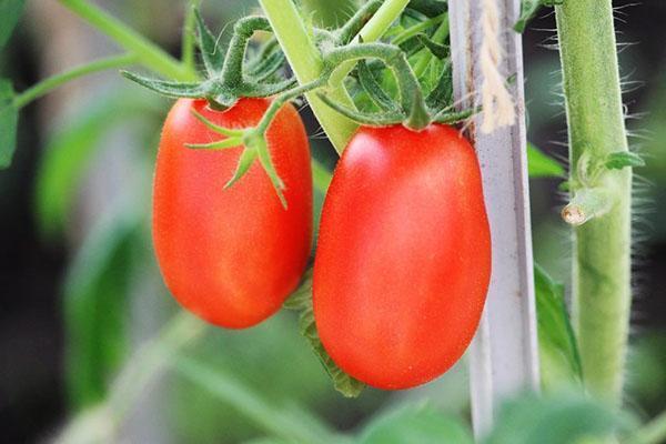 shuttle pomidorai