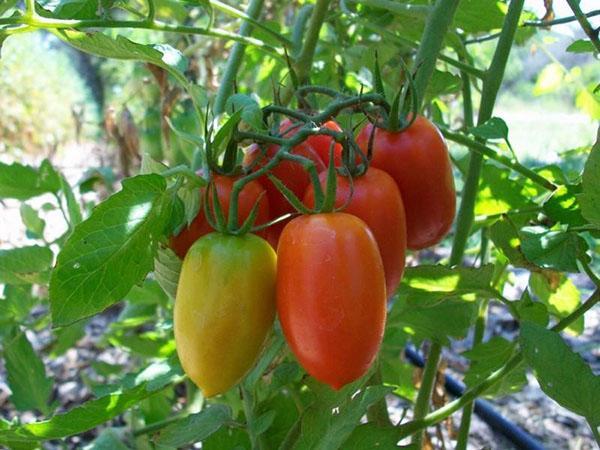variedade de tomate maduro precoce