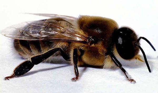 drónok egy méhcsaládban