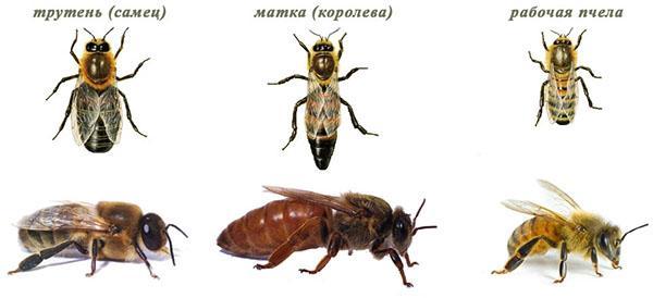 bee family