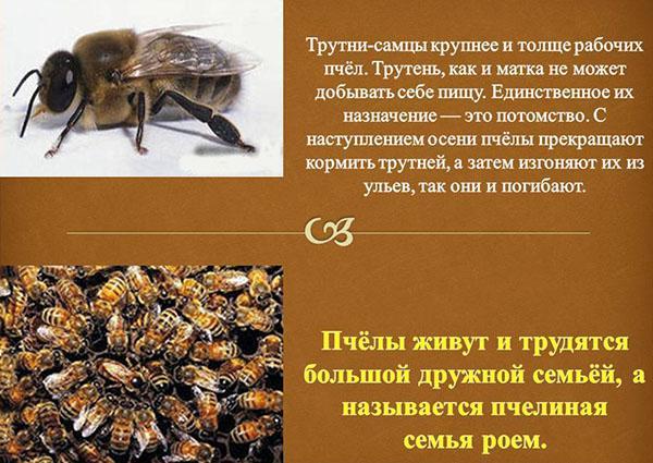 atribuição de drones em uma colônia de abelhas