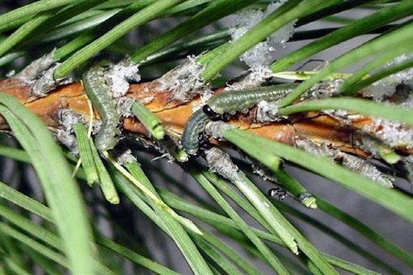 caterpillar hitting spruce