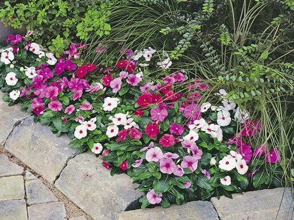 trồng catharanthus trong vườn