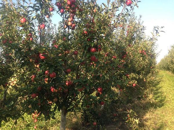 Der Apfelbaum der Sorte Gloucester trägt Früchte