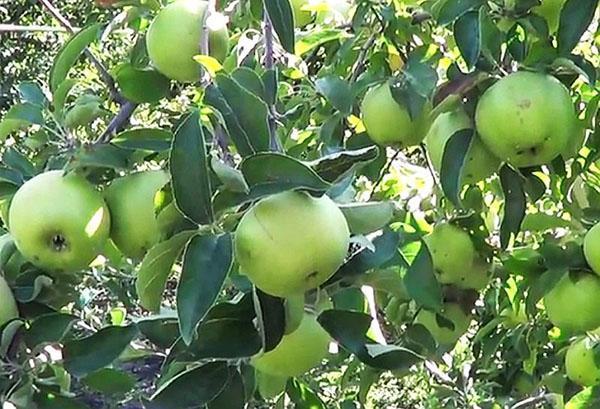 stablo jabuke Semerenko