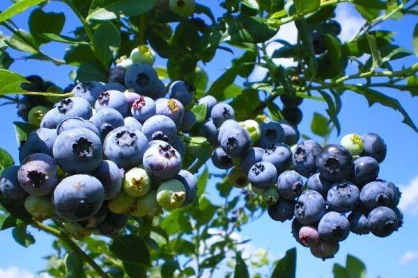 penyakit kulat blueberry