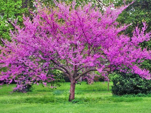 cercis ağacı
