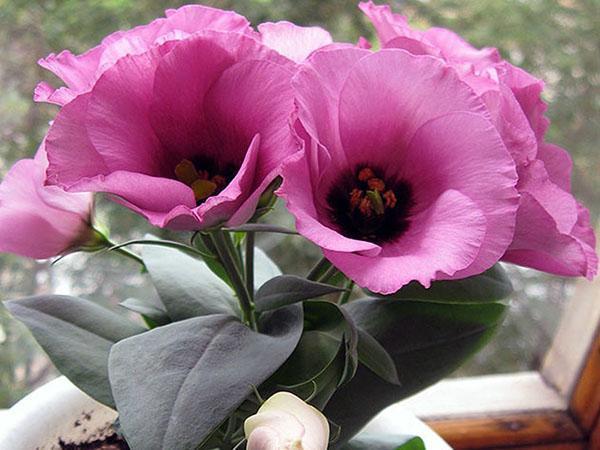 eustoma indoor cultivation and care