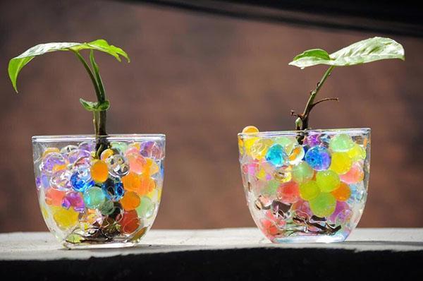 young plants in hydrogel