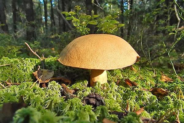 mushrooms from the Boletov family