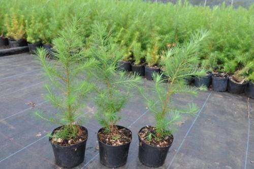 how larch reproduces