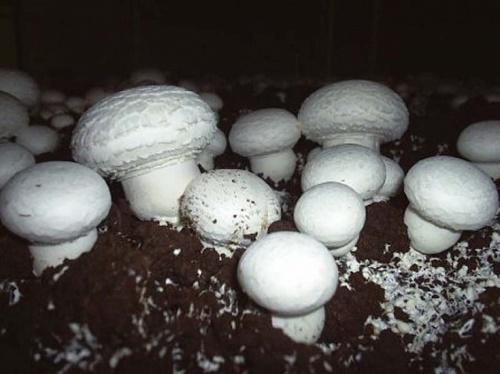 hvordan man samler champignonsporer