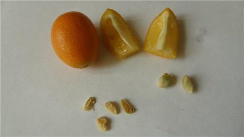 cum să crească un kumquat dintr-un os