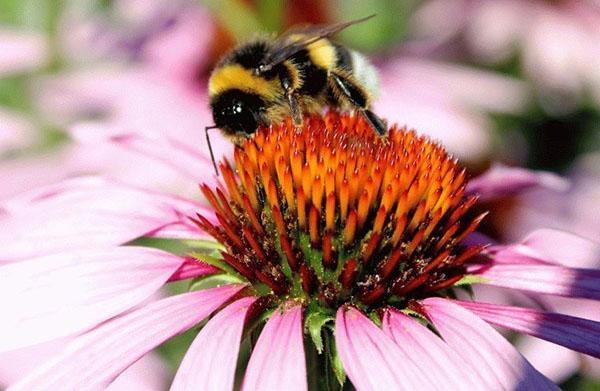 cây mật ong echinacea