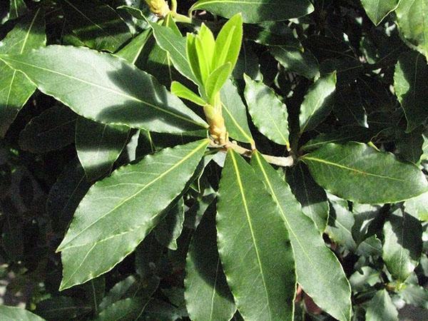 medicinal properties of bay leaves