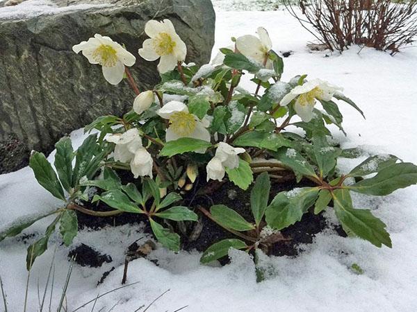 hellebore planting and care