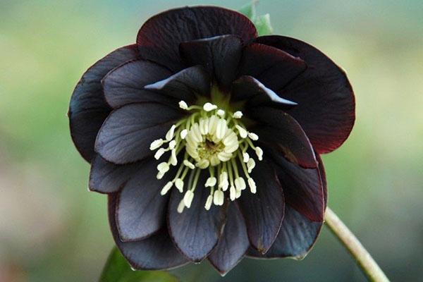 juoda hellebore gėlė