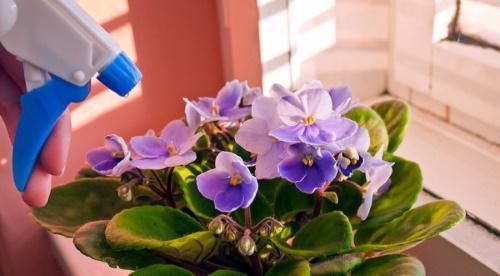 violetele pot fi pulverizate cu epin