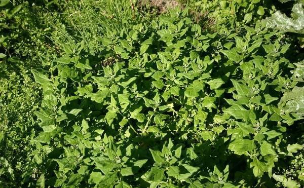 New Zealand spinach